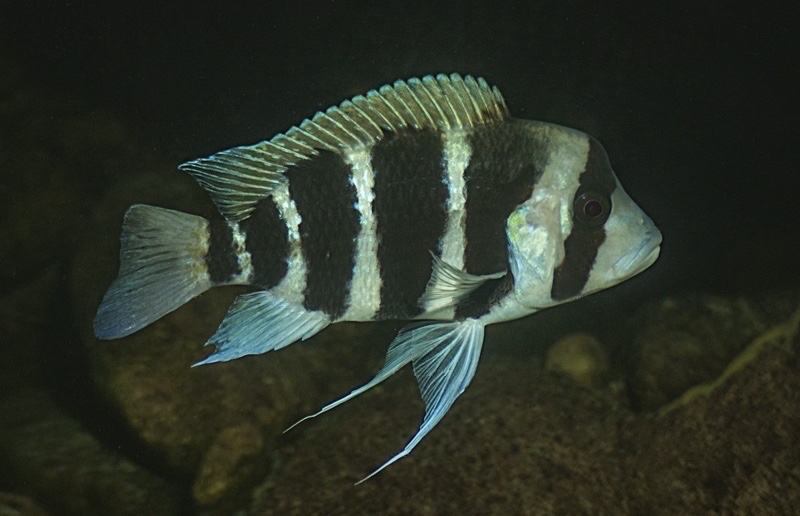Cyphotilapia frontosa 'Kilima'